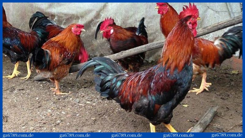 Gà bị chướng diều khô chân: Biểu hiện, nguyên nhân, điều trị 2 Nguyên nhân khiến gà bị chướng diều do thức ăn gây ra